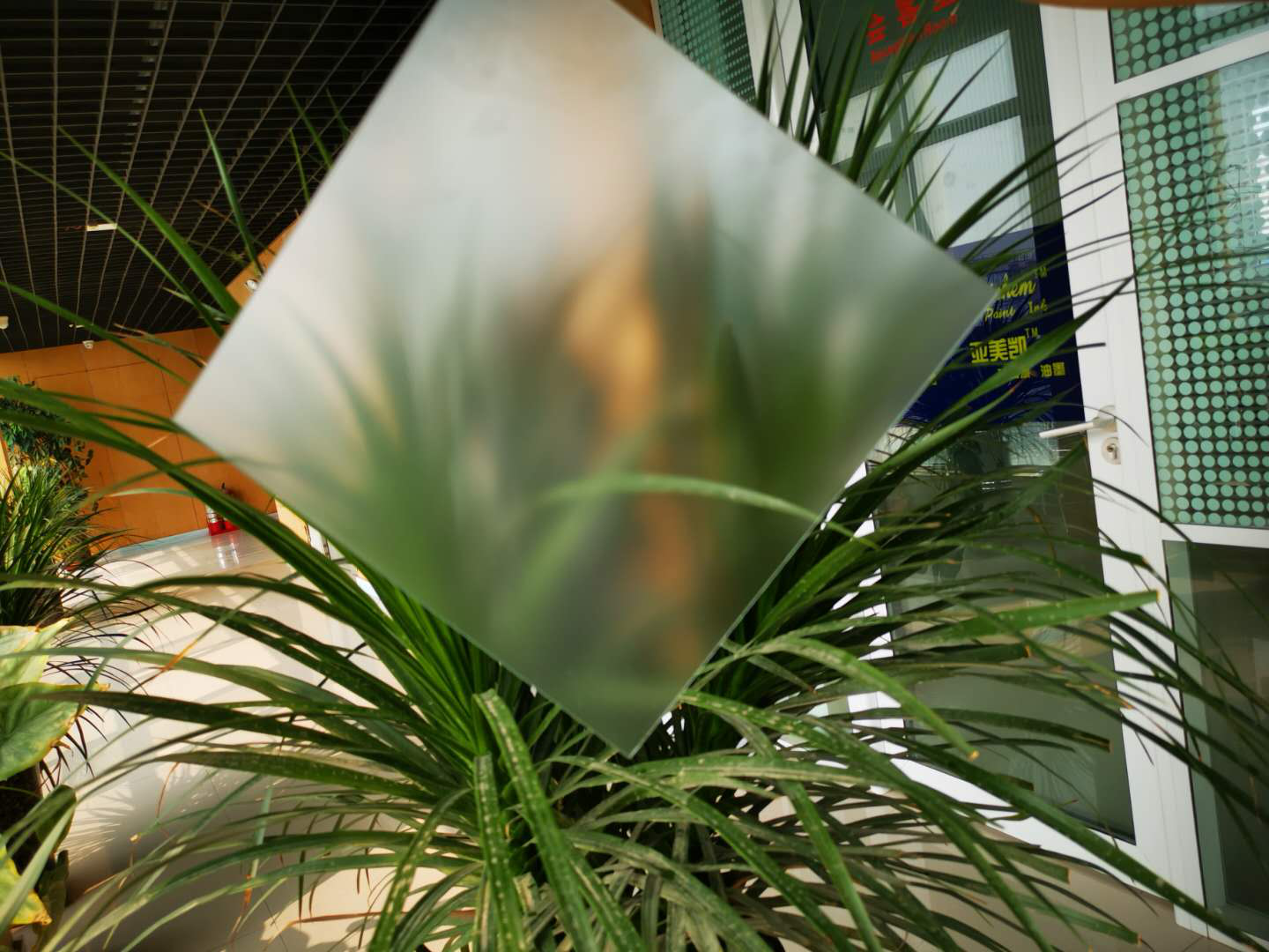 肌肤砂奇异果奇异果体育官网